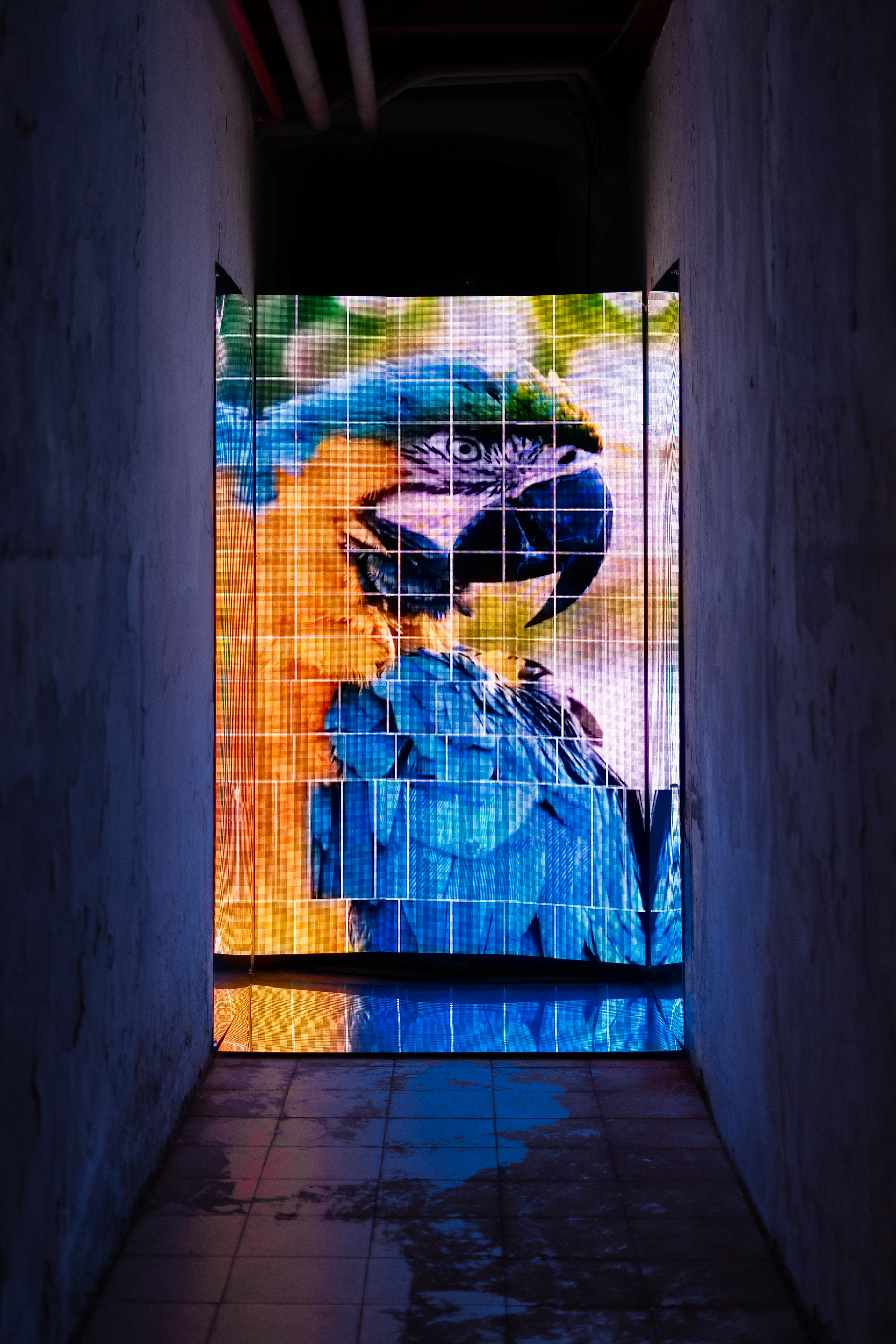 Organic Grids series at Graphic Days in Turin