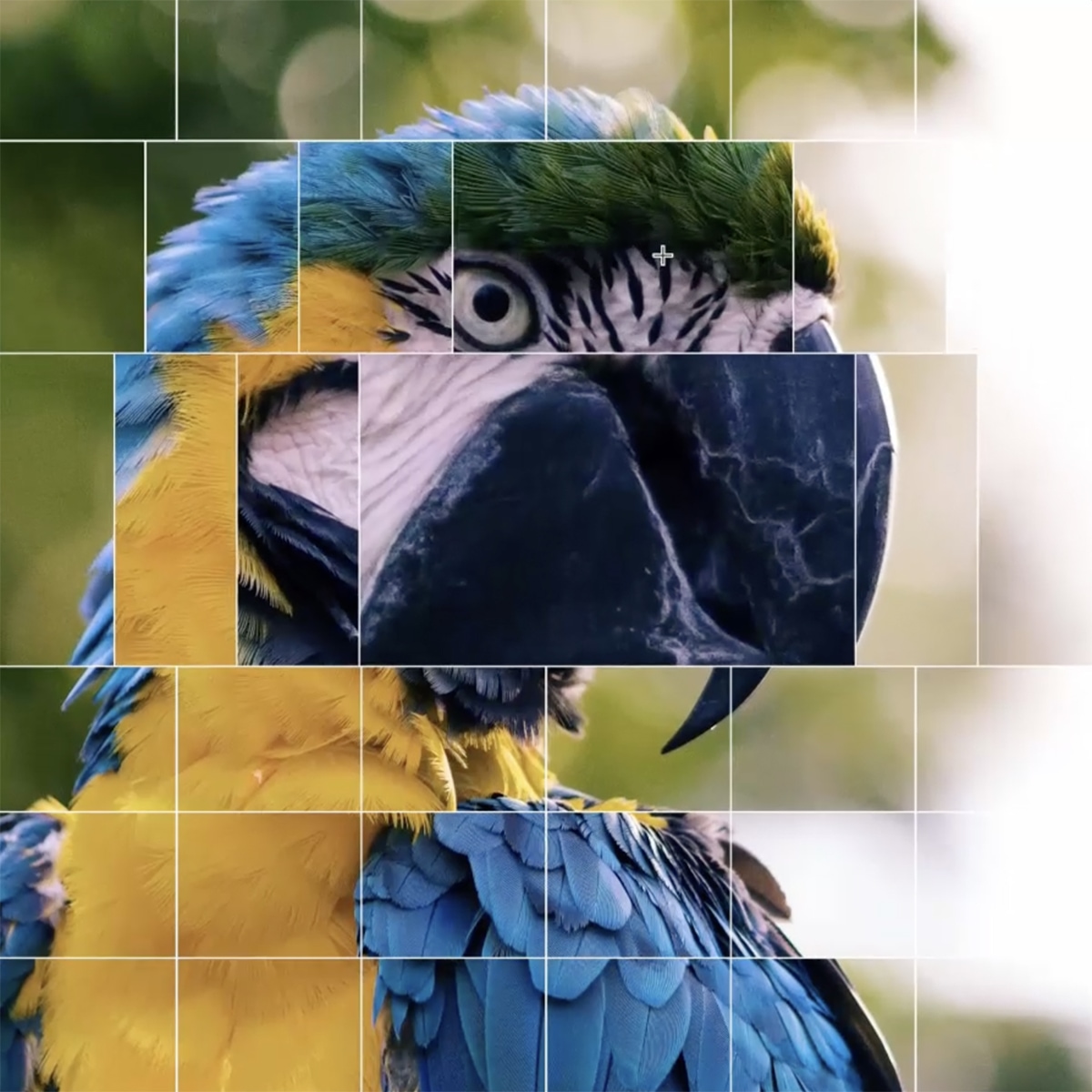 Ara parrot getting transformed through an interactive grid reactive to the mouse movement.