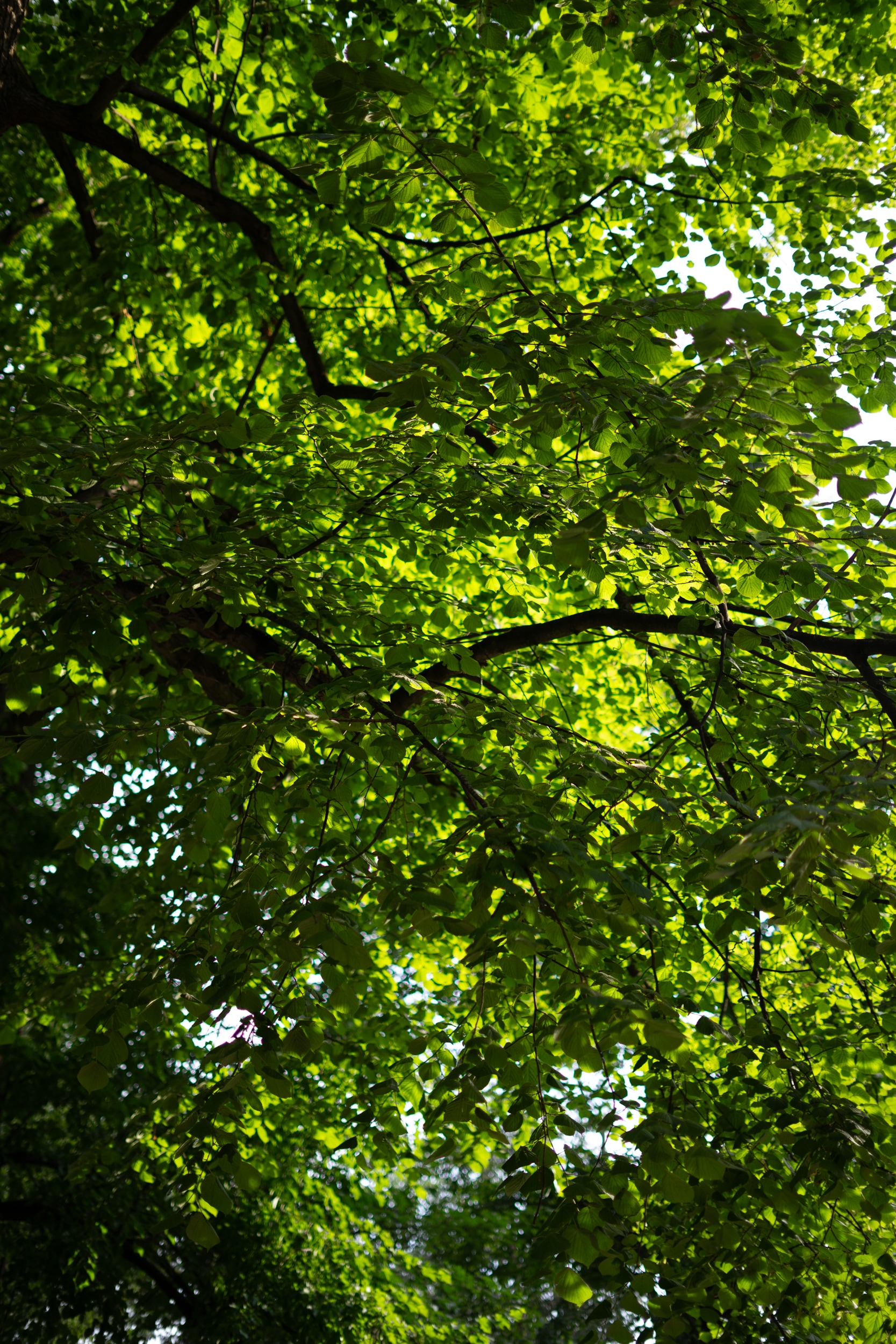 Sun shines through green leafs